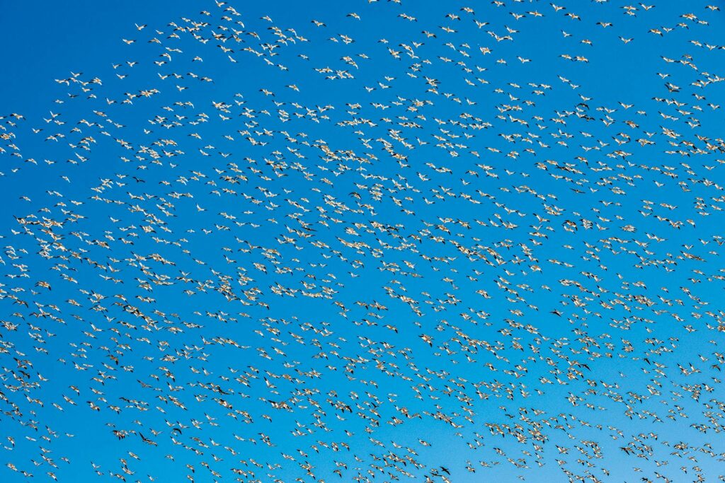 A flock of snow geese in the air.