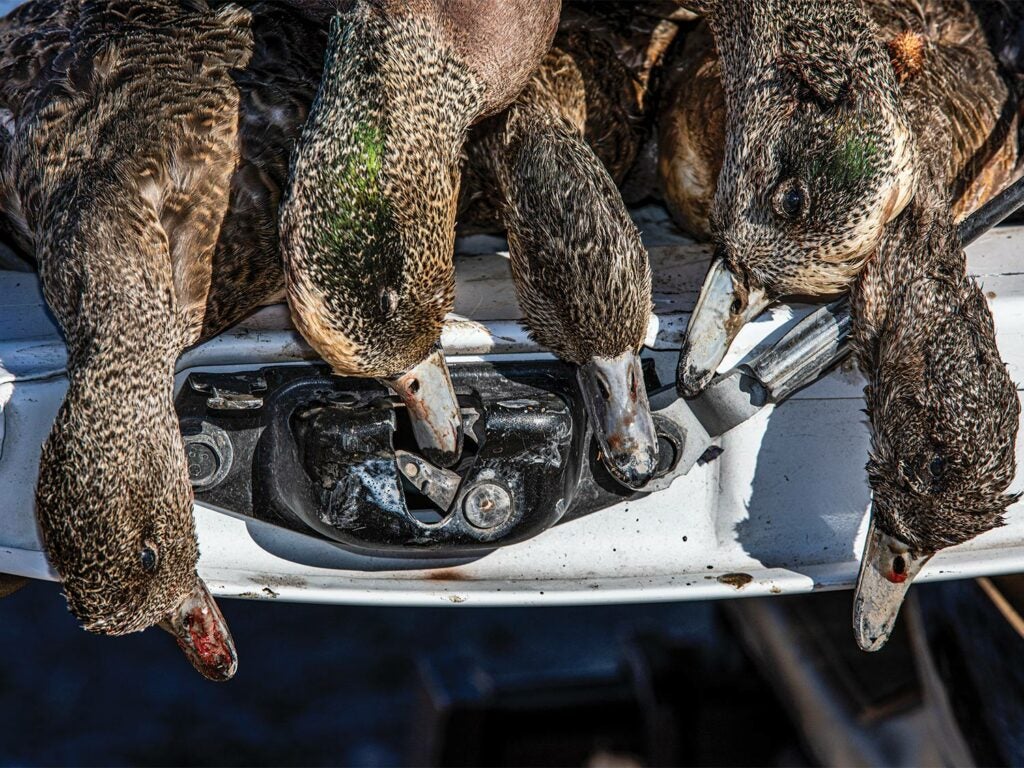 A limit of ducks on a tailgate.