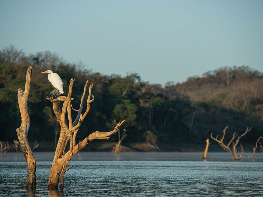 A white crane in a tree overlooking water.