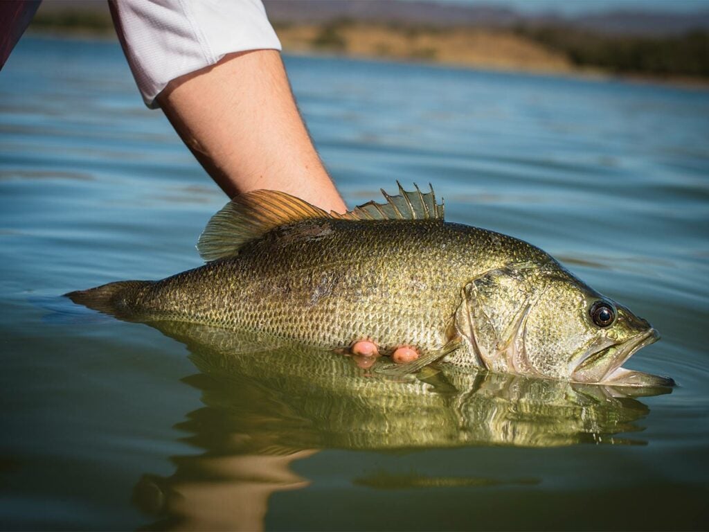 An arm holding a largemouth bass out of the water.