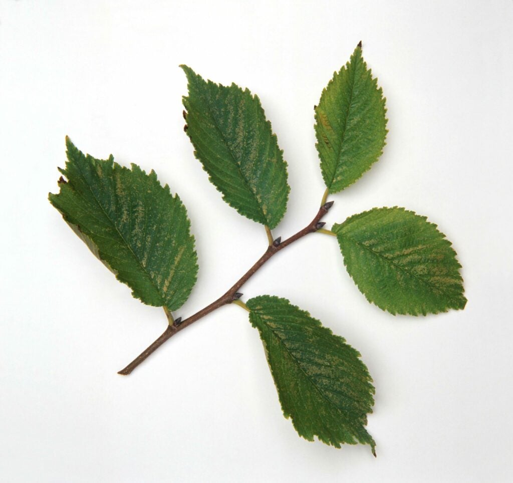 Ulmus rubra (Slippery Elm), green leaves on stem