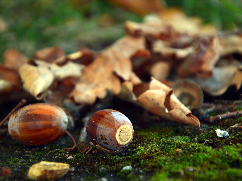 A pile of acorns among leaves on a mossy ground.