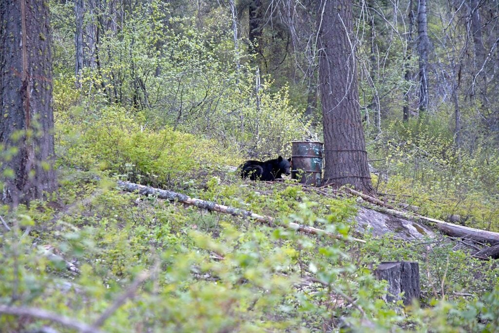 A black bear at a bait barrel.