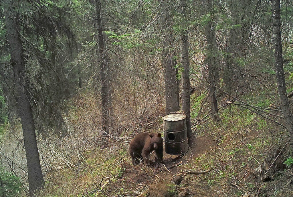 bear next to barrel in forrest.