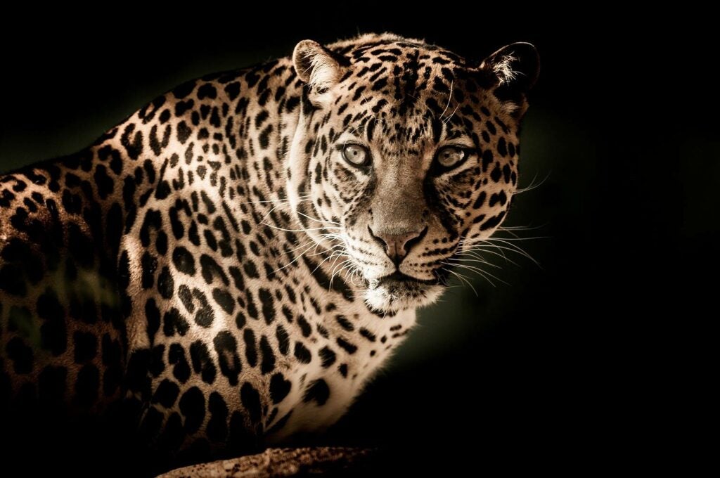 High-contrast image of a leopard.