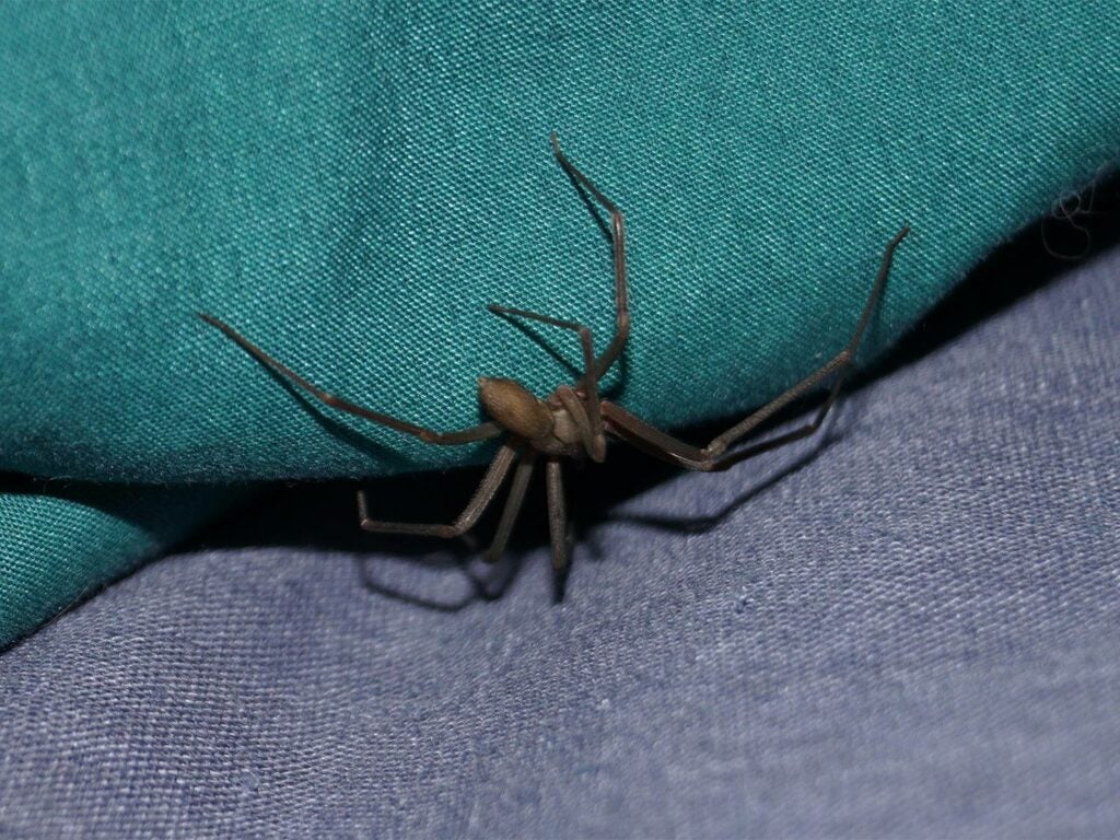 The brown recluse often dens in clothing and footwear.
