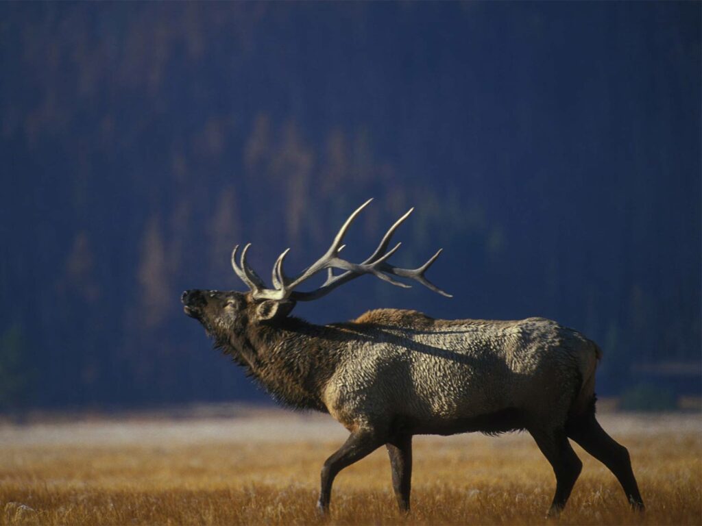 A bull elk bugles in a field.