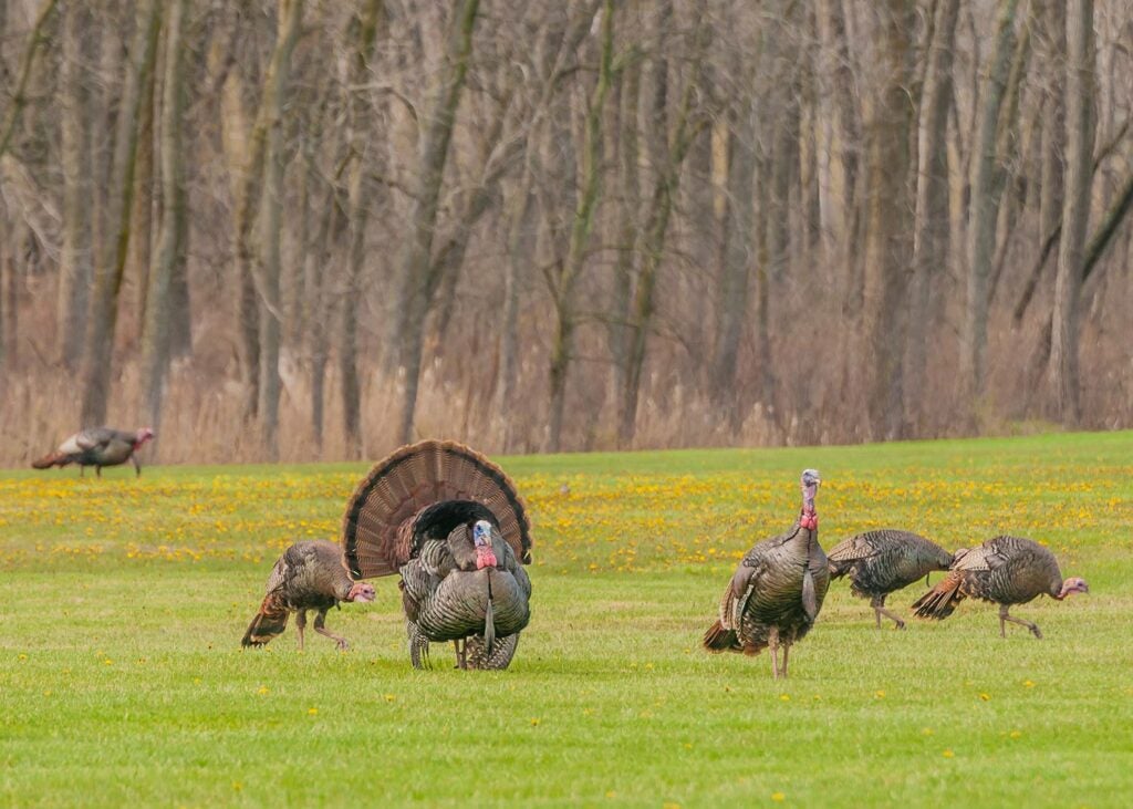 A strutting turkey in a field.