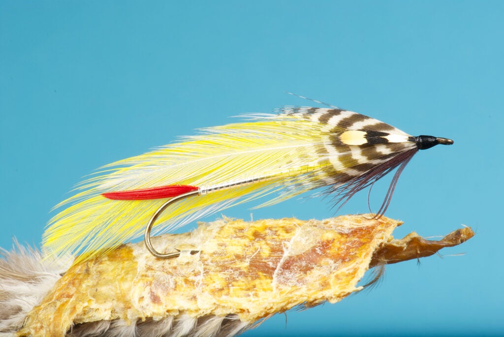 The Colonel Bates fly fishing lure.