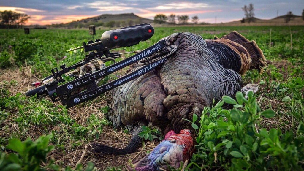 Bowhunter and a turkey.