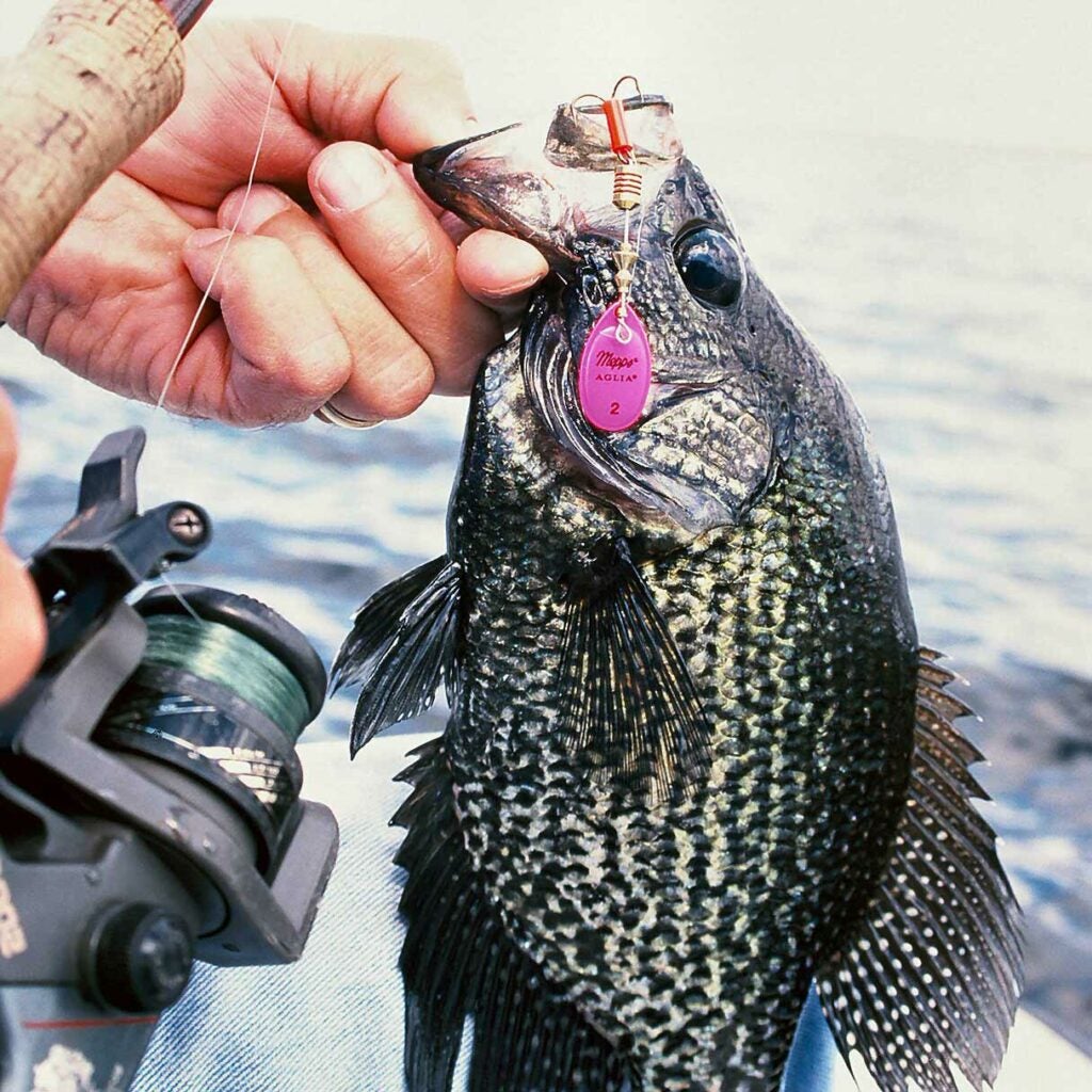 A crappie caught on a spinner.