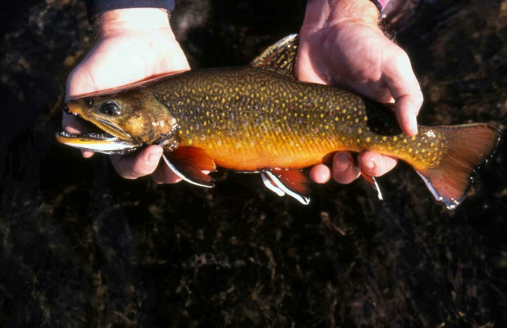 A brook trout eastern United States.