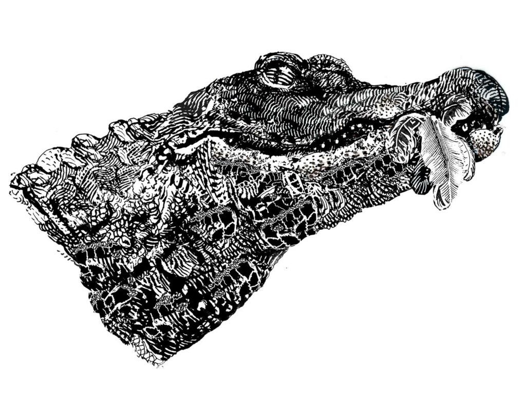 Illustration of an alligator.