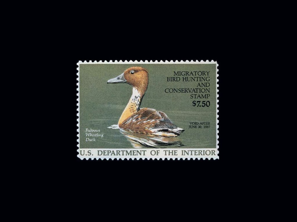 Fulvous Whistling Duck by Burton E. Moore, Jr. – 1986-1987 on a black background.