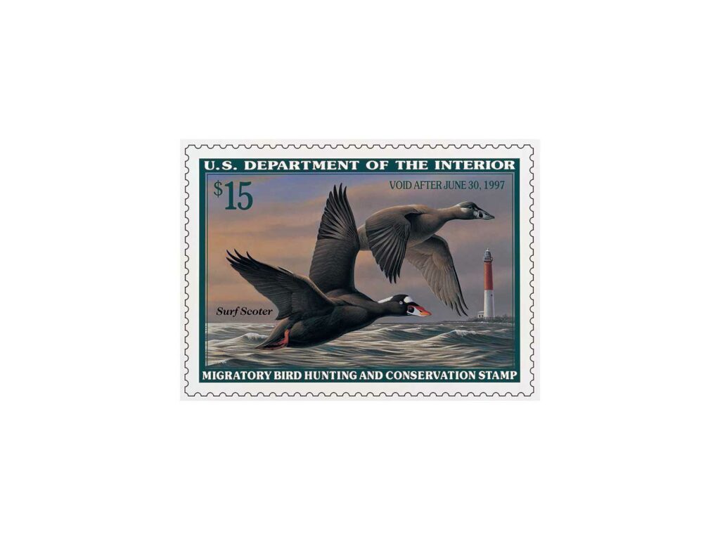 Surf Scoters by Wilhelm Goebel – 1996-1997 on a white background.