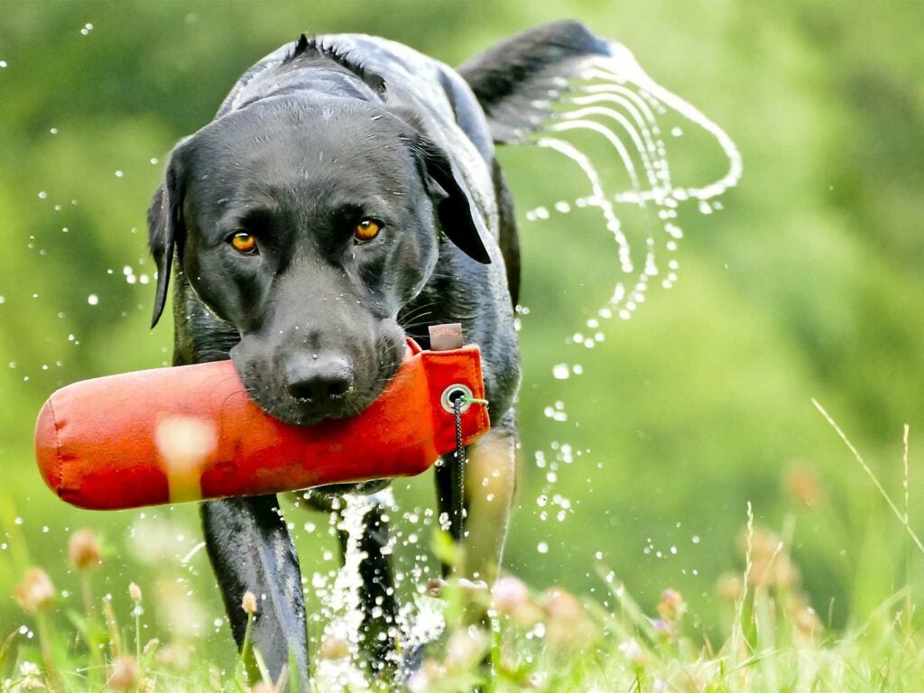 An example of a Labrador retriever hunting dog breed carrying a buoy in its mouth.
