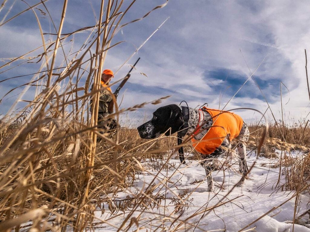 A hunter and a hunting dog breed in the snow.