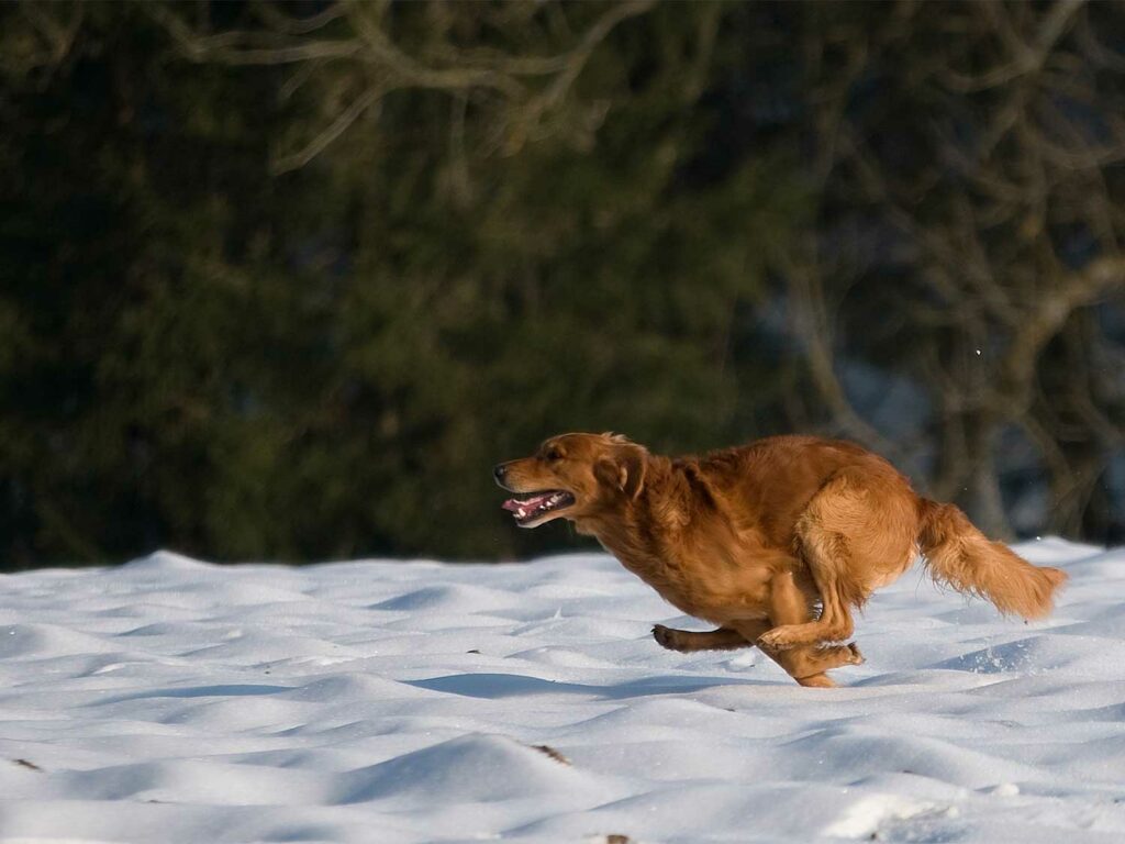 A golden retriever running through the snow.