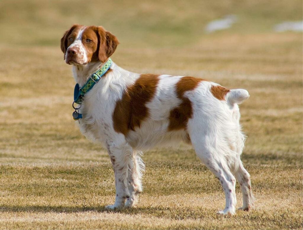 A Brittany spaniel stands alert in a field.