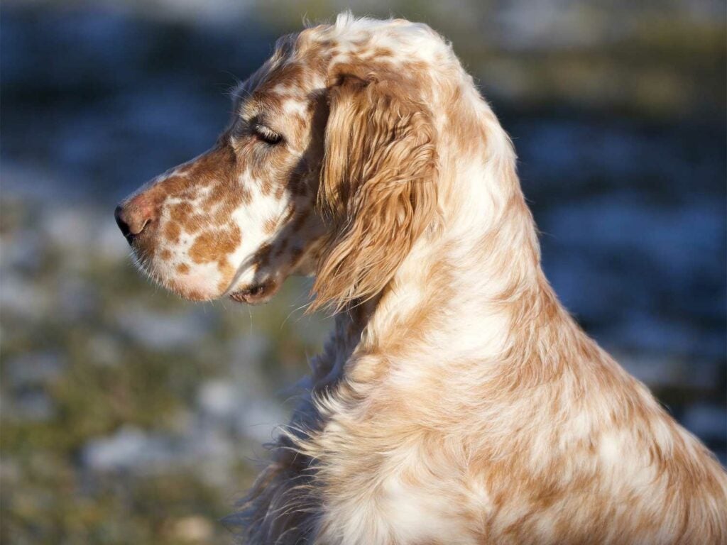 A side-profile view of a gold and white english setter hunting dog breed.
