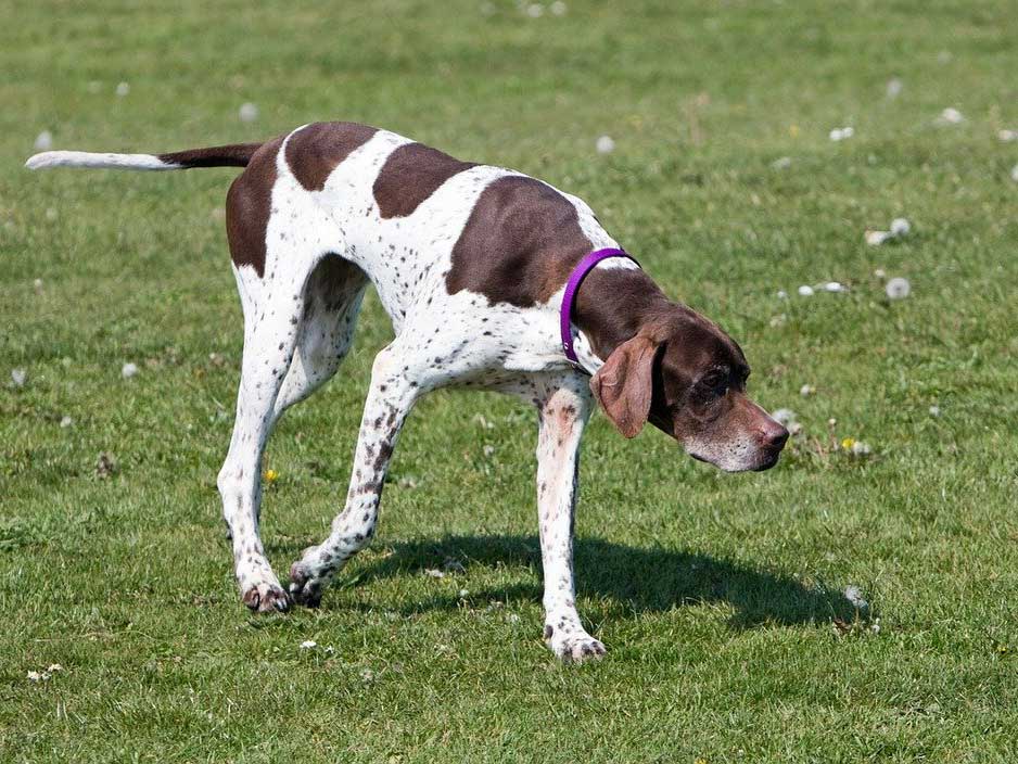 An English pointer hunting dog.
