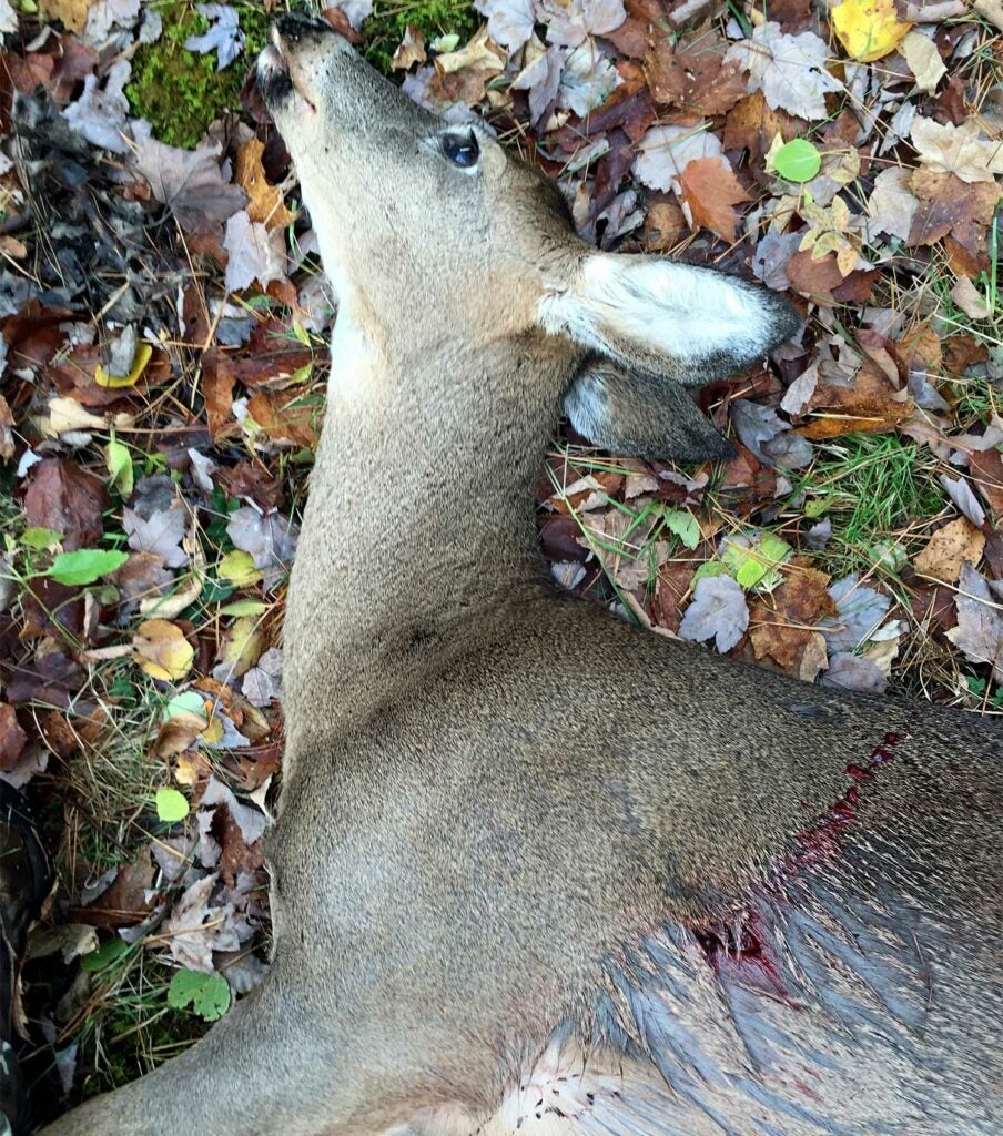 A whitetail doe lying on the ground.