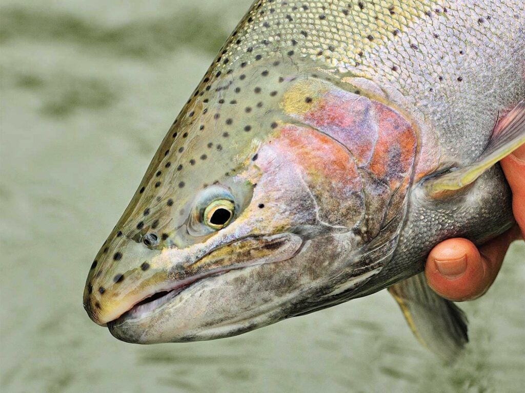 Closeup detail of a steelhead trout.