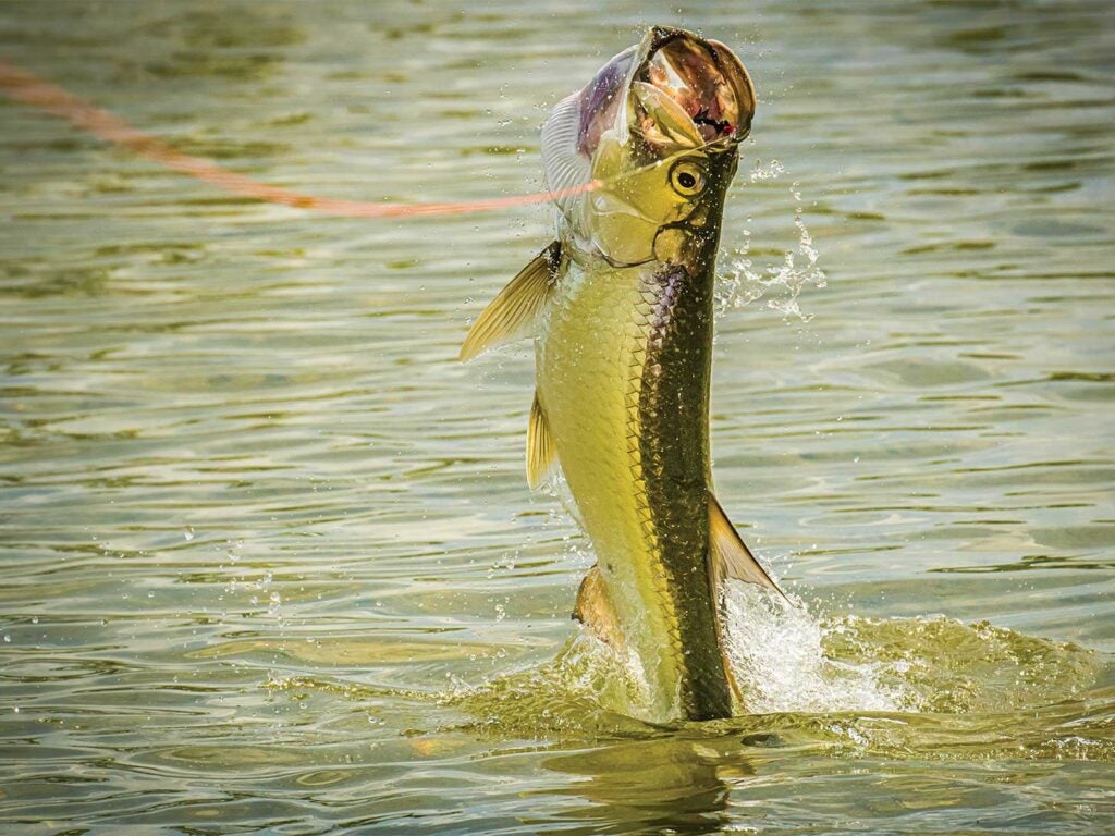 A large tarpon on a lure jumping out of the water.
