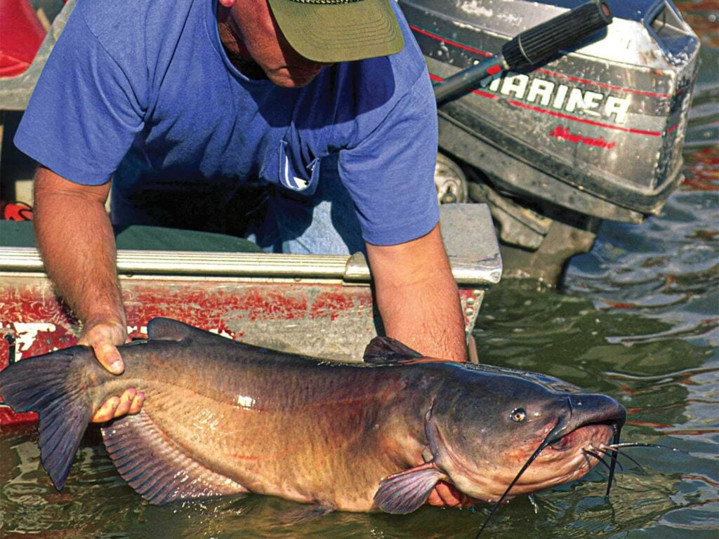 An angler pulling a large channel catfish out of the water.