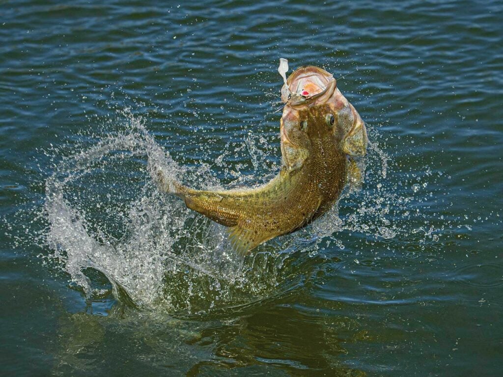 A largemouth bass caught on a lure jumping out of the water.