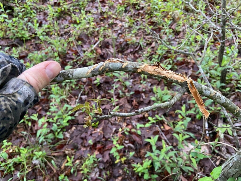 A tree branch with scraped bark.