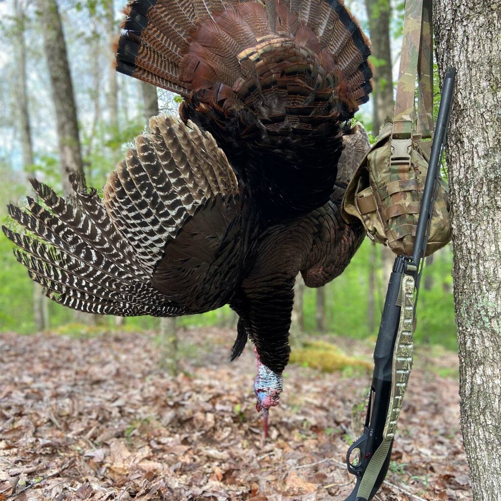 A turkey hanging from a tree with a shotgun leaning against it.