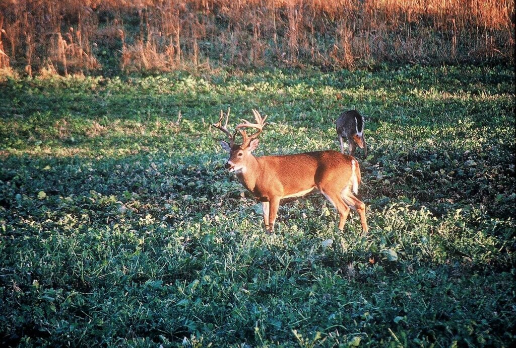 A whitetail buck stands in a food plot full of brassica.