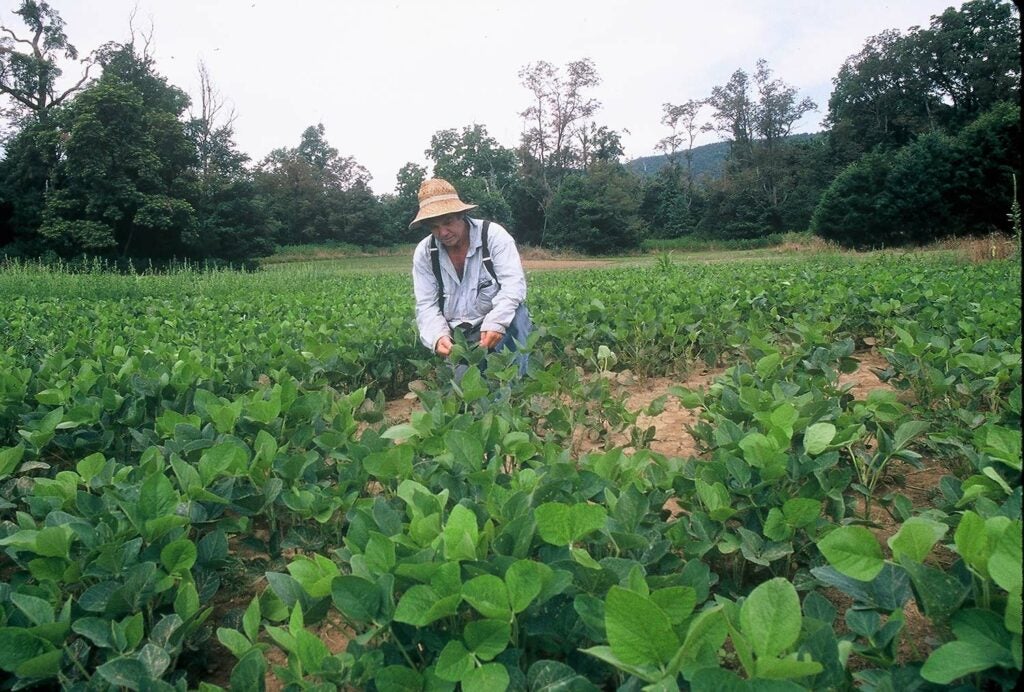 A hunter tending warm season soybeans in a field.