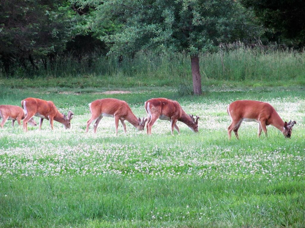 Velvet bucks feeding in white clover food plot in Virginia.