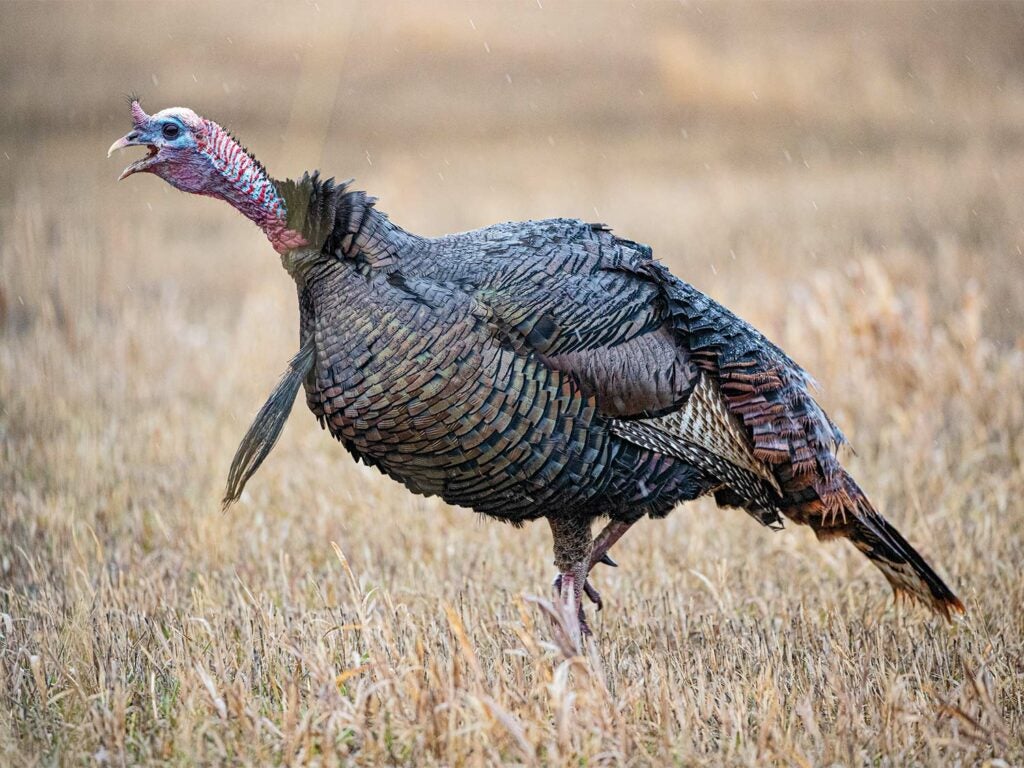 A turkey strutting in a field.