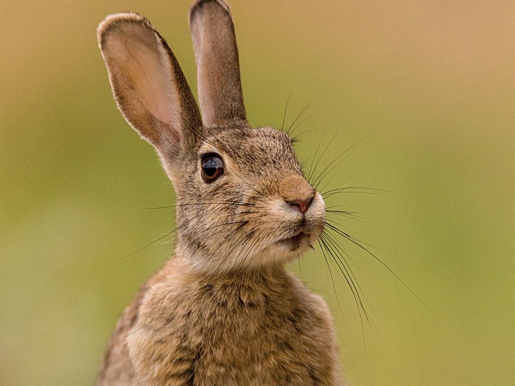 Closeup shot of a small cottontail rabbit.