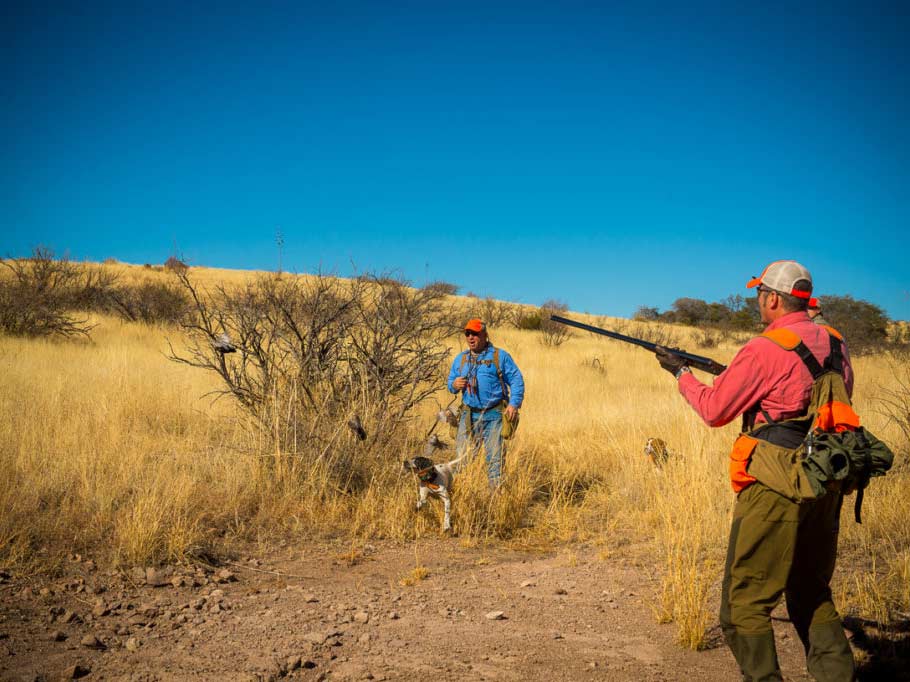 A few hunters in a field searching for quail.