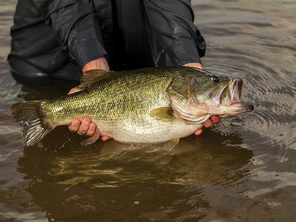 An angler holding a largemouth bass out of the water.