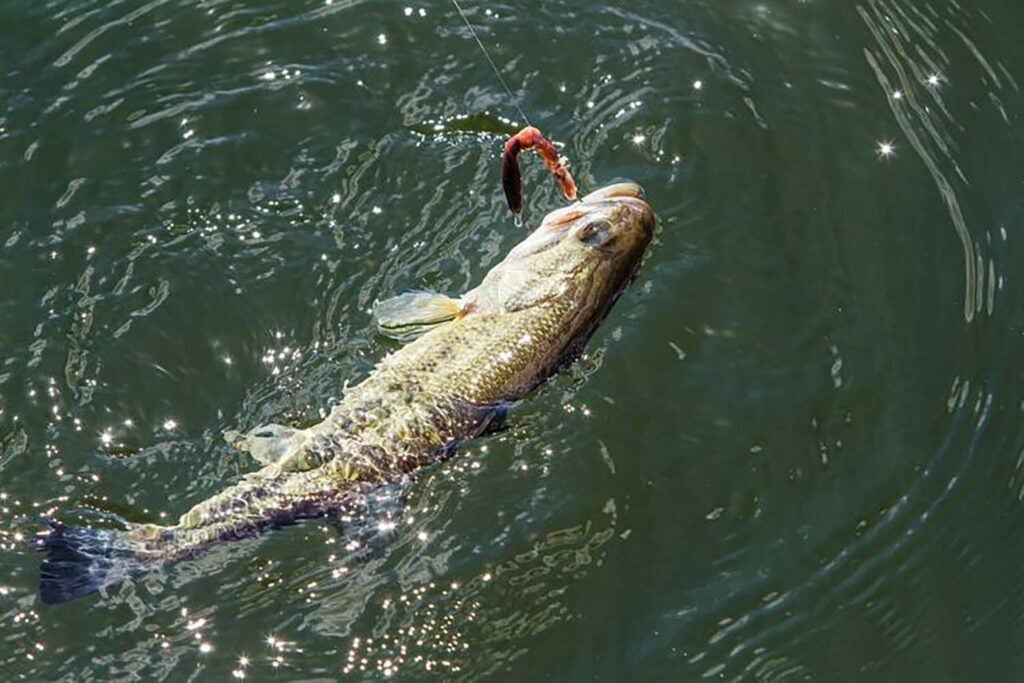 A fish on the hook in Lake of the Ozarks