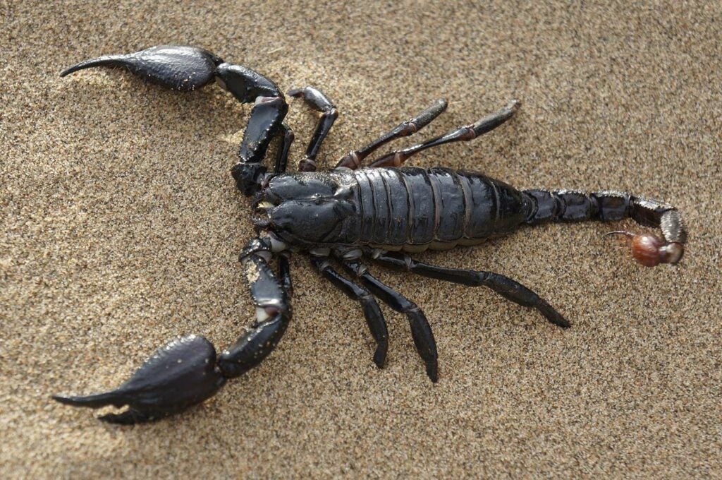 A black scorpion.