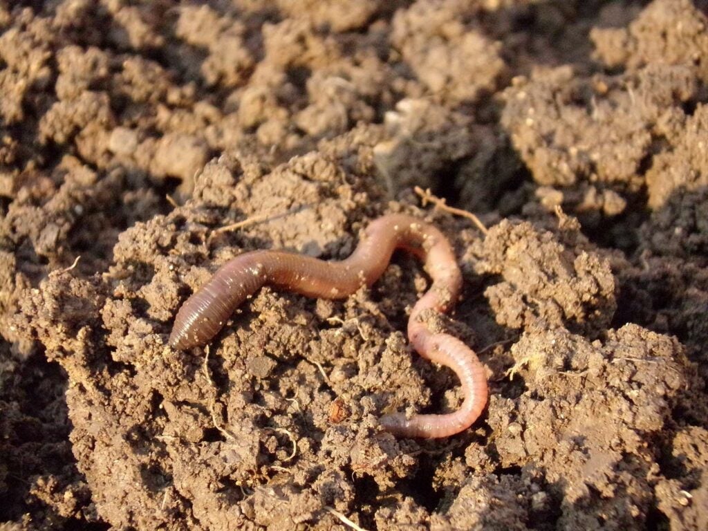 Earthworms on the ground.
