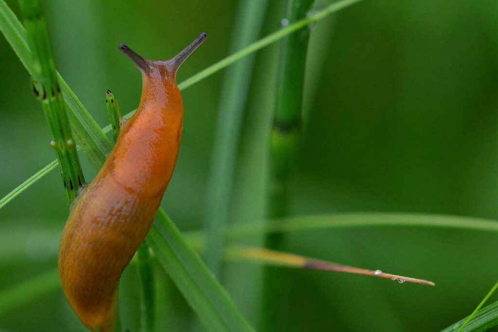 A slug on a grass.