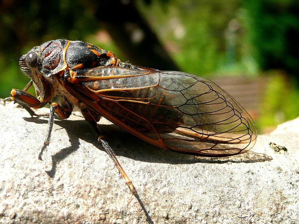 A large cicada on a tree branch.