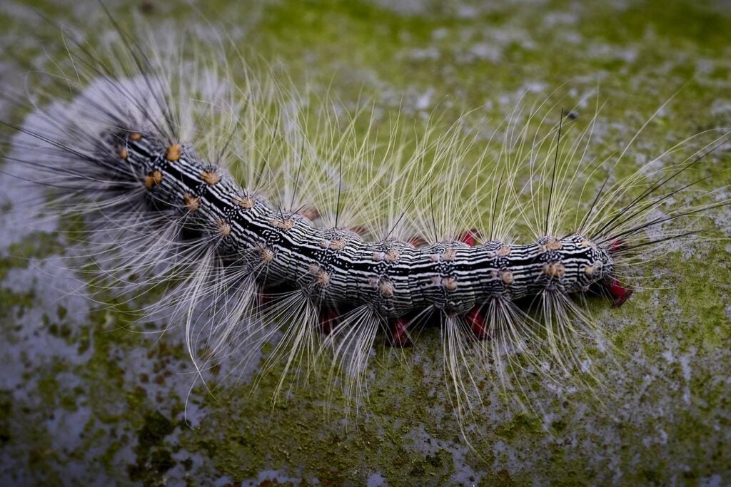 A large fuzzy caterpillar.