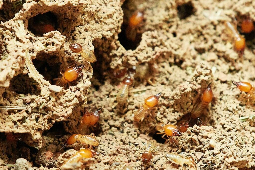 Termites in the ground.