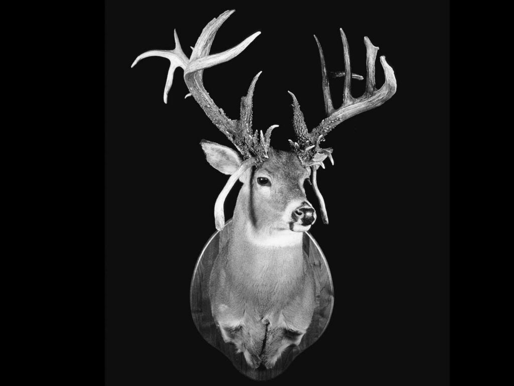 A black and white photo of a mounted whitetail buck.