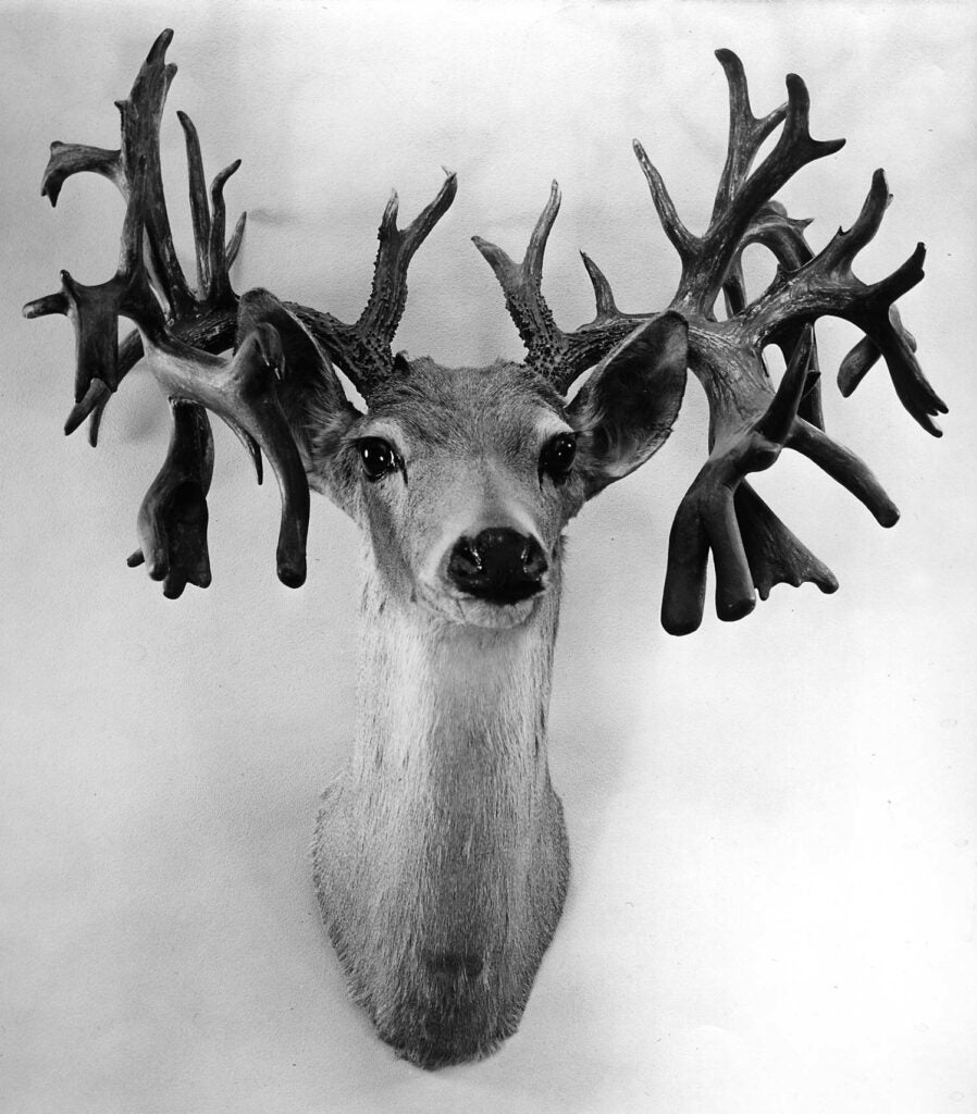 A black and white photo of a mystery whitetail record buck.