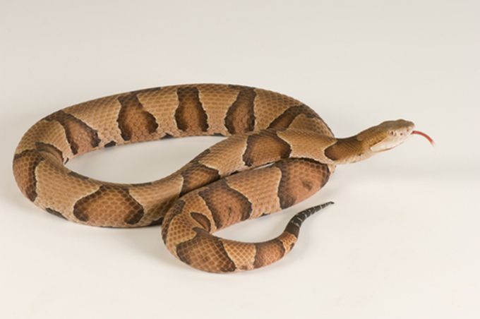 cottonmouth-snake