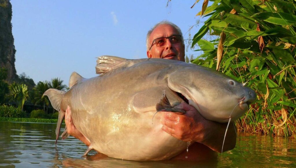 An angler holding up a large 125 pound Salween Rita catfish.